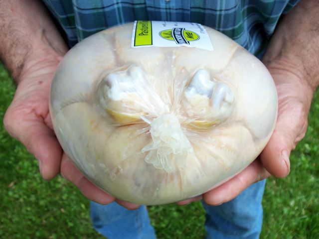 5a45a11085699.jpg poultry shrink bags #20 (1).jpg